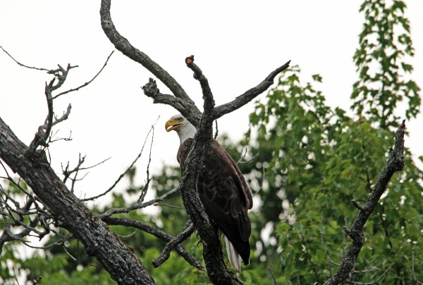 Fierce Bald Eagle by Deb Oppermann